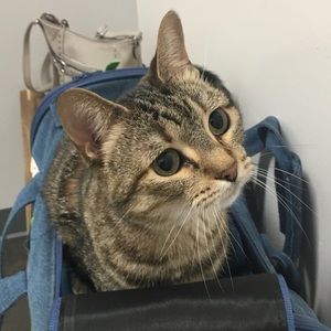 Meet your Posher, Sophia